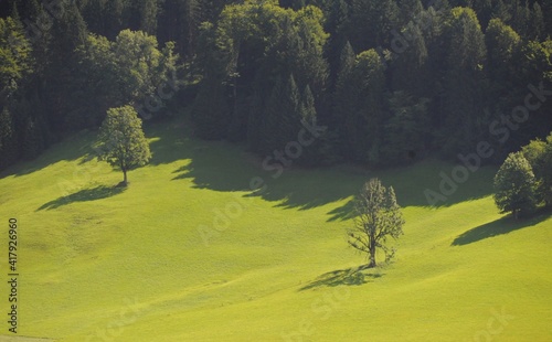  grassy landscape on the mountainside