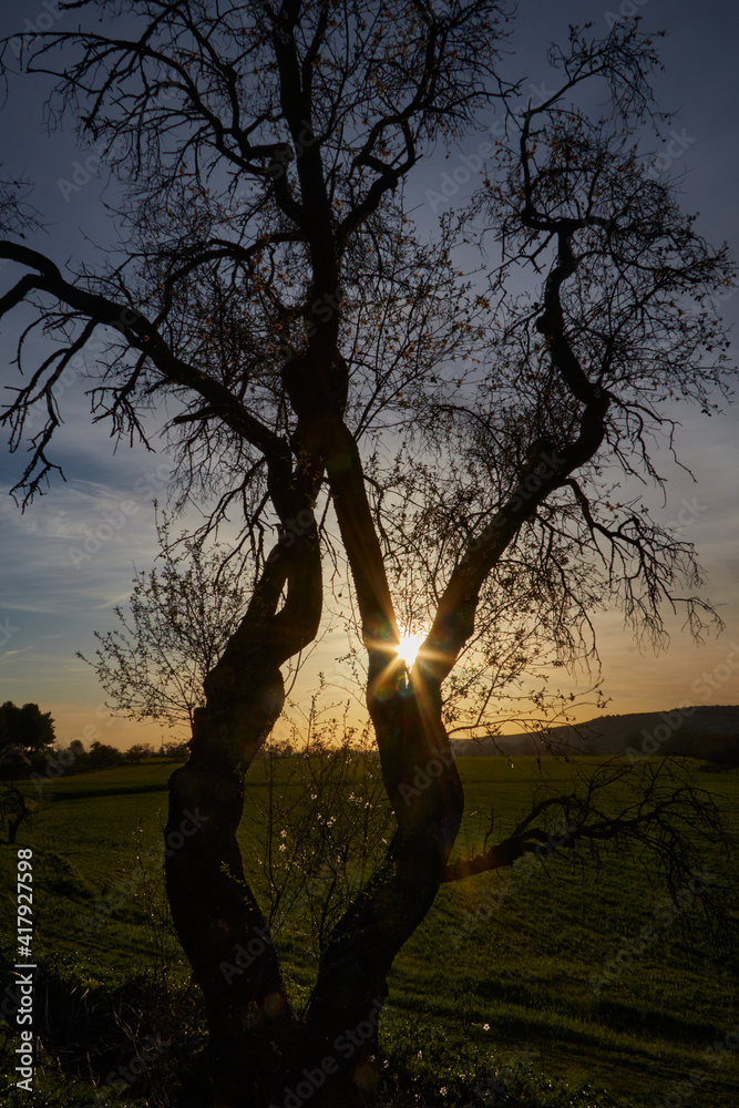 Tree silhouette at sunset with sun