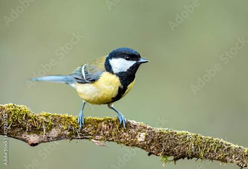 Great tit close up ( Paerus major )