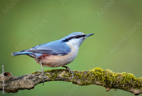 Nuthatch ( Sitta europaea ) bird close up © Piotr Krzeslak