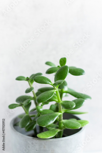 green home plant succulent plant Crassula ovata known as Jade Plant or Money Plant in concrete pot on gray background. close up space for text