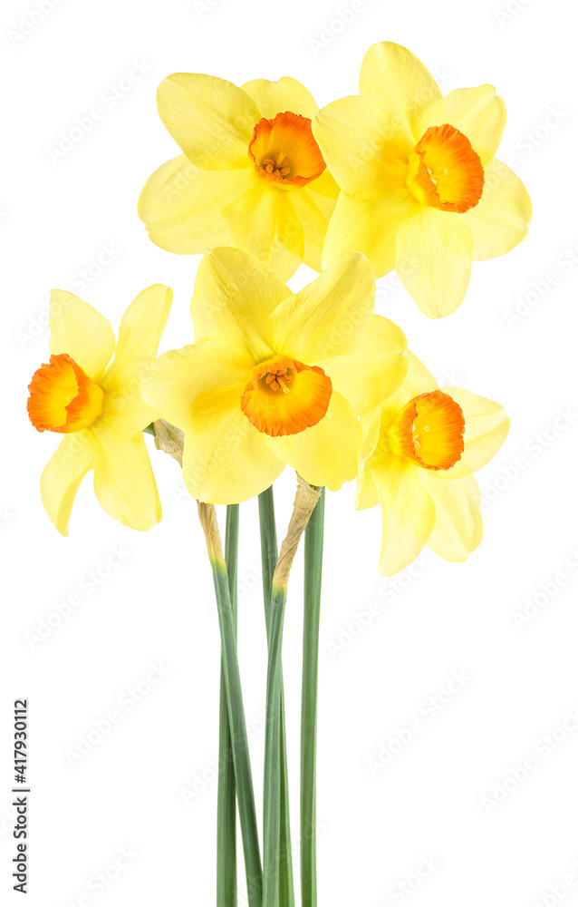 Yellow narcissus flowers isolated on a white background. Yellow daffodils. Bouquet of daffodils.