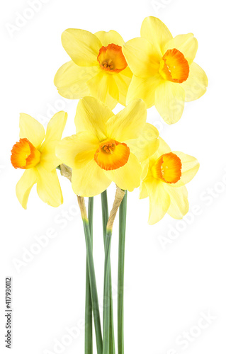 Yellow narcissus flowers isolated on a white background. Yellow daffodils. Bouquet of daffodils.