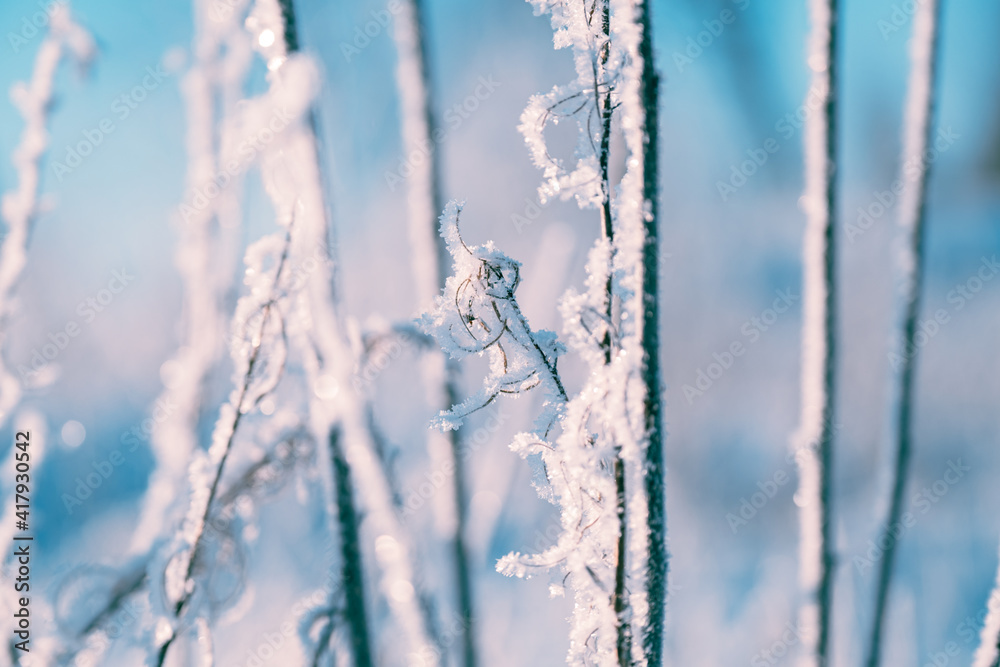 Frozen grass Frozen grass