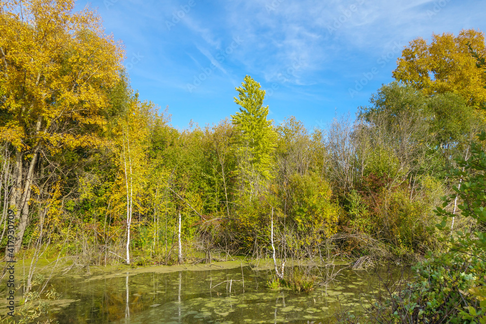 Fototapeta premium Quiet lake in the forest. The water surface is covered with islets of river vegetation. The weather is clear and calm, the trees along the banks are preparing for autumn