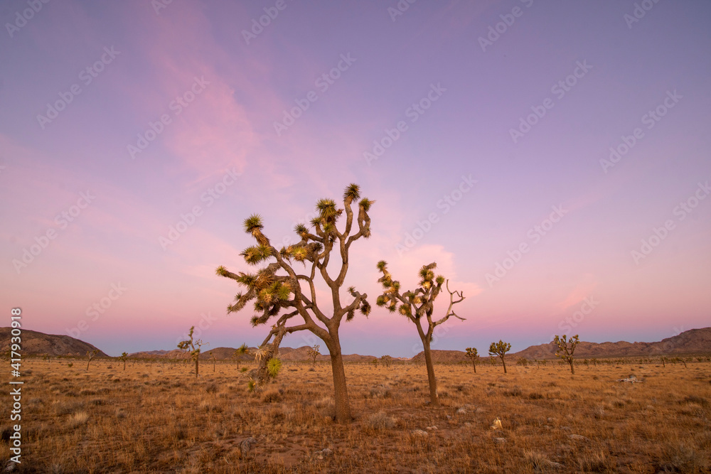 Sunrise in the Mojave desert Sunrise in the Mojave desert