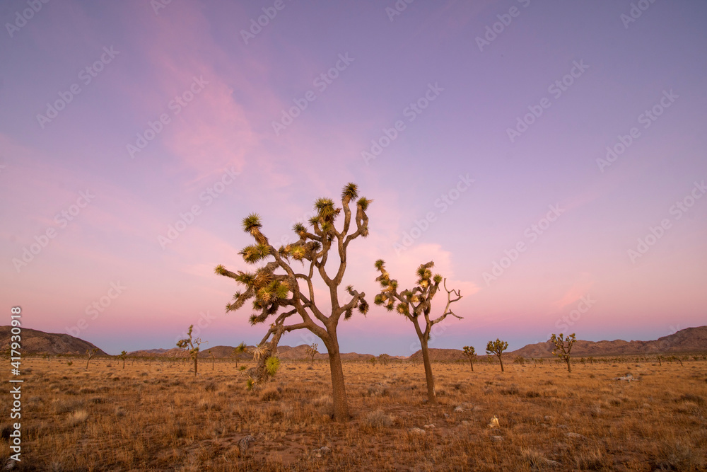 Sunrise in the Mojave desert