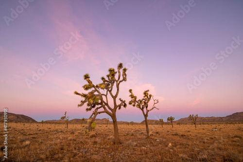 Sunrise in the Mojave desert