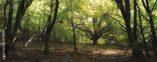 Fototapeta Naklejka Na Ścianę i Meble -  green forest panorama, green foliage and trees