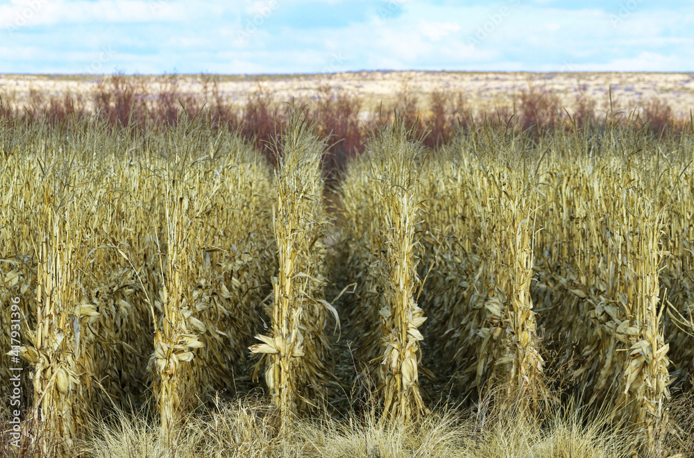 Fototapeta premium Geometric Rows of Golden Winter Cornstalks in Agricultural Farm Field of Wildlife Forage in New Mexico