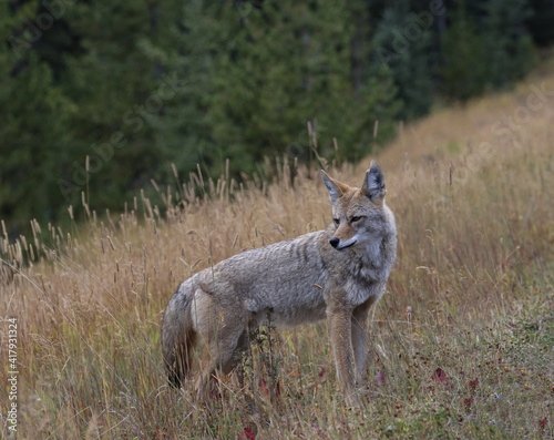 Coyote on grassy slope of autumn gold grasses in Kananaskis region of Alberta, Canada
