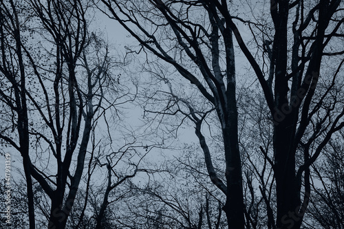 scary twisted tree branches at night