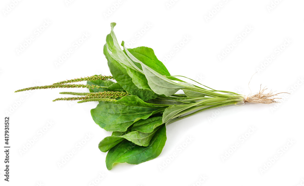 Fototapeta premium Plantain with flower.