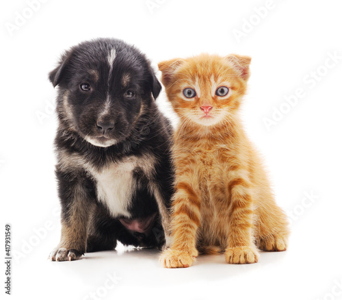 Small cat and puppy.