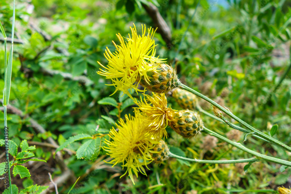 Yellow flowers of Eastern Knapweed during period of their blossom. Centaurea orientalis is classification name Yellow flowers of Eastern Knapweed during period of their blossom. Centaurea orientalis is classification name