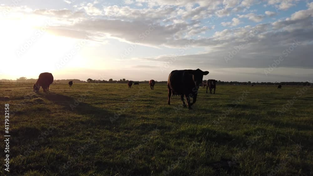 Sundown view of Aberdeen Angus livestock is a Scottish breed of small beef cattle it derives from cows native to the counties of Aberdeenshire in north-eastern Scotland 4k high resolution quality