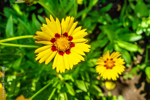 Wallpaper Mural Close up view onto flower of Calliopsis or Tickseed on peak of its blossom. Background is blurred Torontodigital.ca