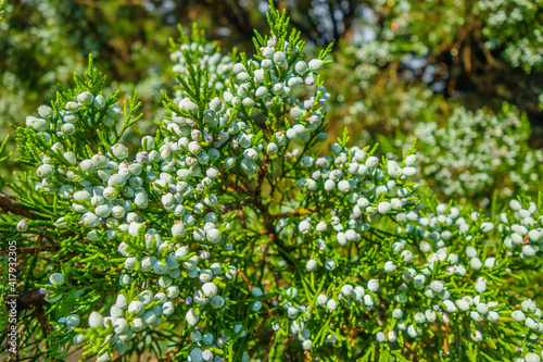 Close up view onto bush with juniper berries. Background is blurred