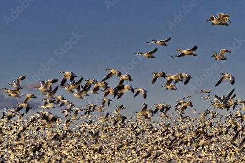 Background of huge flock of snow geese lifting into flight in winged cacophony in New Mexico at Bosque del Apache Wildlife Management Area