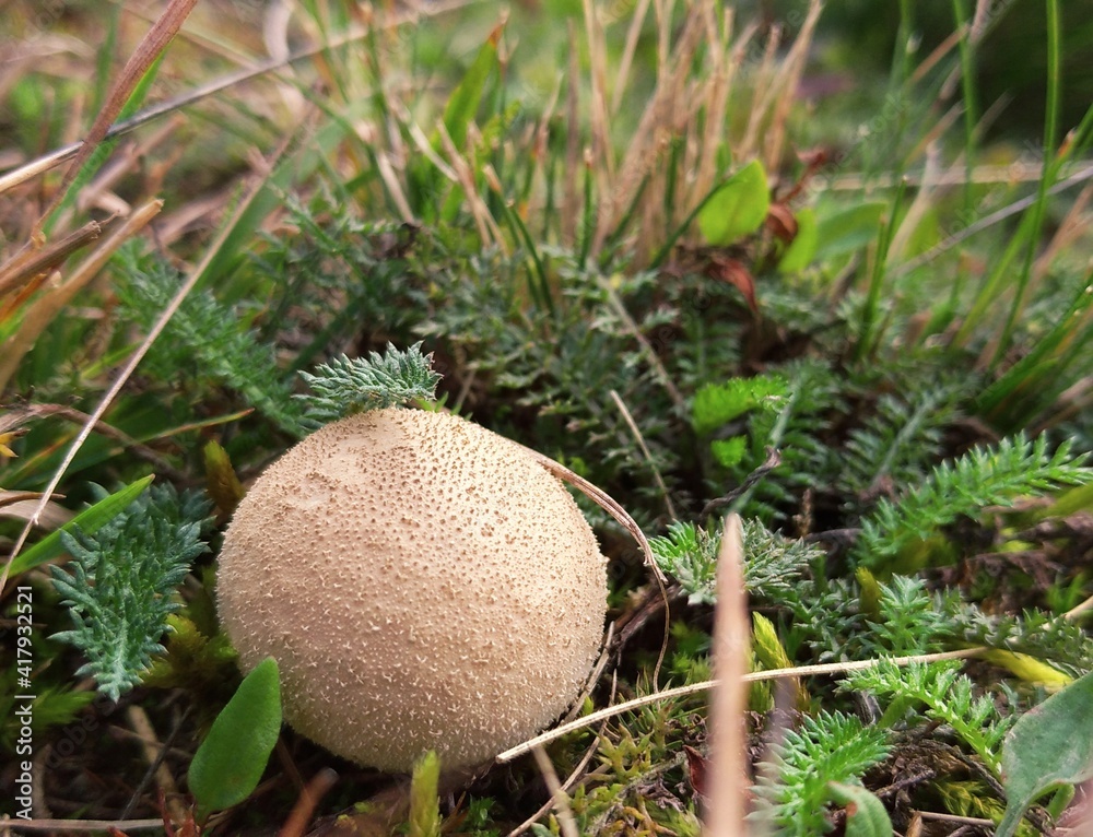 mushroom in the grass mushroom in the grass