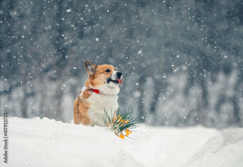 Fototapeta Naklejka Na Ścianę i Meble -  portrait of a cute corgi dog sitting in the snow in the park next to a blooming yellow snowdrop in early spring and smiling at the snowflakes with his tongue