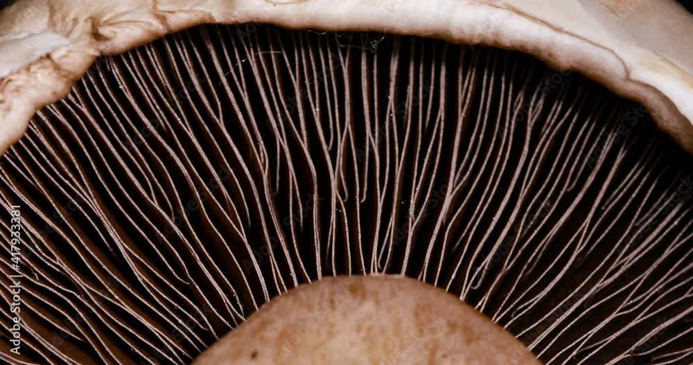 Close up portobello mushroom rotating