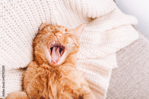 Ginger cat is laying on sofa, perfect pet companion. Its yawning funny with mouth widely open so you can see its teeth