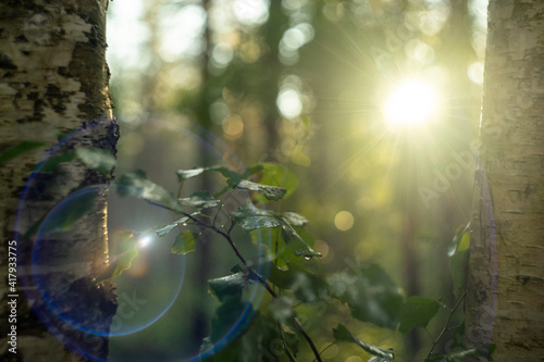 A tree branch with green leaves on the background of the setting sun, blue sunbeams of a round shape and a blurred background.