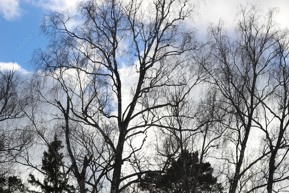 Landscape with nakes birch tree branches and fir trees on white and blue sky in bright march day Landscape with nakes birch tree branches and fir trees on white and blue sky in bright march day