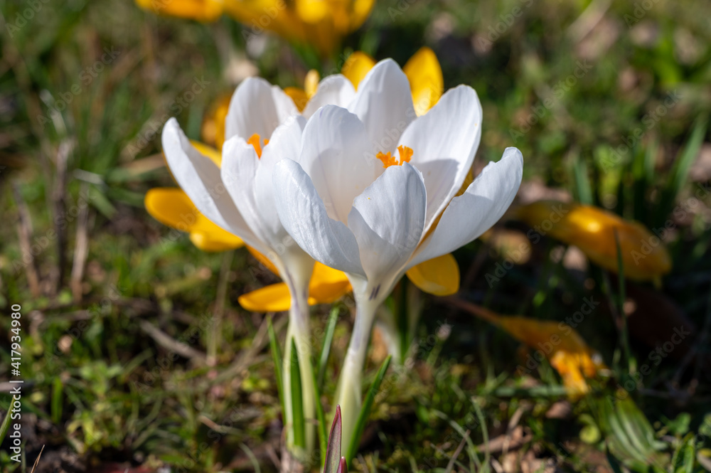 First spring flowers, blossom of yellow crocusses First spring flowers, blossom of yellow crocusses