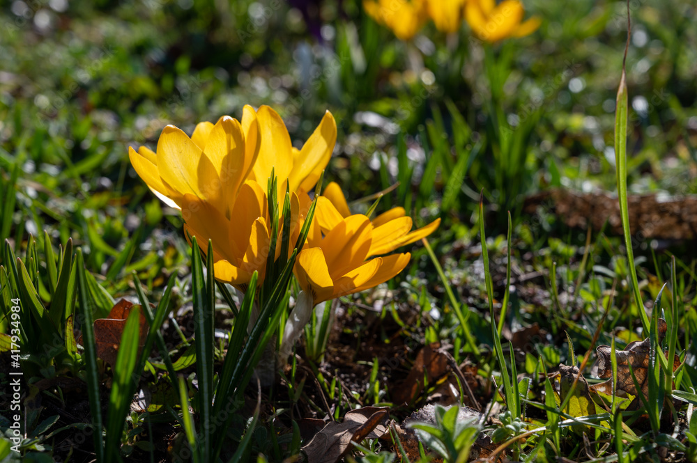 First spring flowers, blossom of yellow crocusses First spring flowers, blossom of yellow crocusses