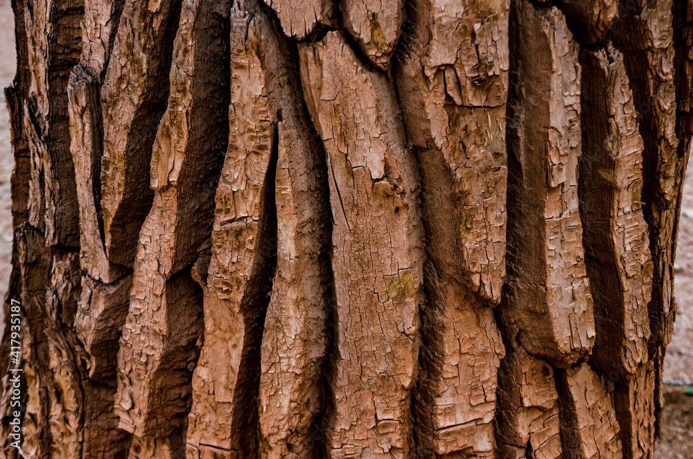 Pattern on the bark of a large tree, Utah US Pattern on the bark of a large tree, Utah US