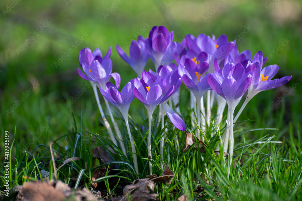 First spring flowers, blossom of purple crocusses