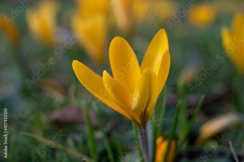 First spring flowers, blossom of yellow crocusses