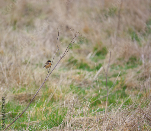 a stonechat keeping a lookout out on a light misty day © Martin