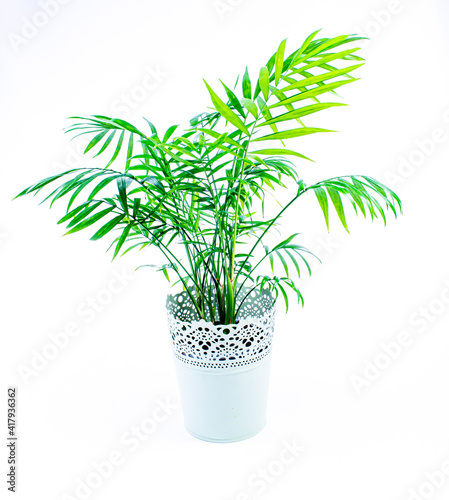 Pure Tranquility Isolated Areca Palm in Pot White Background Air-Purifying Elegance Interior Design Indoor Greenery Botanical Elegance