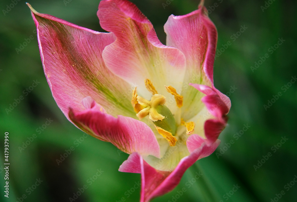 Tulip in the garden