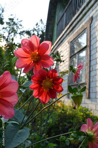 Beautiful red flowers of dahlia on the background of country house in the garden in summer.