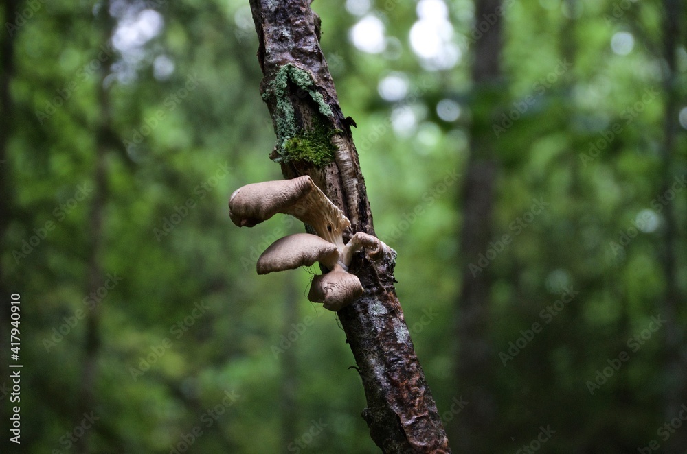 shrooms on a tree