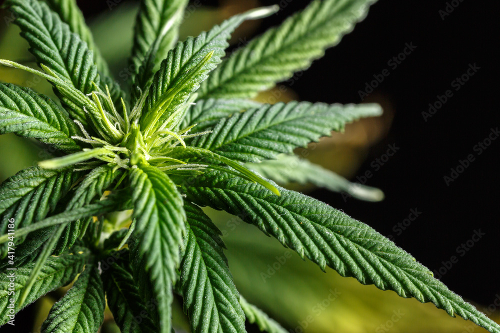 Close-up young hemp. Cannabis is a standoff between a drug and a medicine.growing organic cannabis background herb on the farm Close-up young hemp. Cannabis is a standoff between a drug and a medicine.growing organic cannabis background herb on the farm