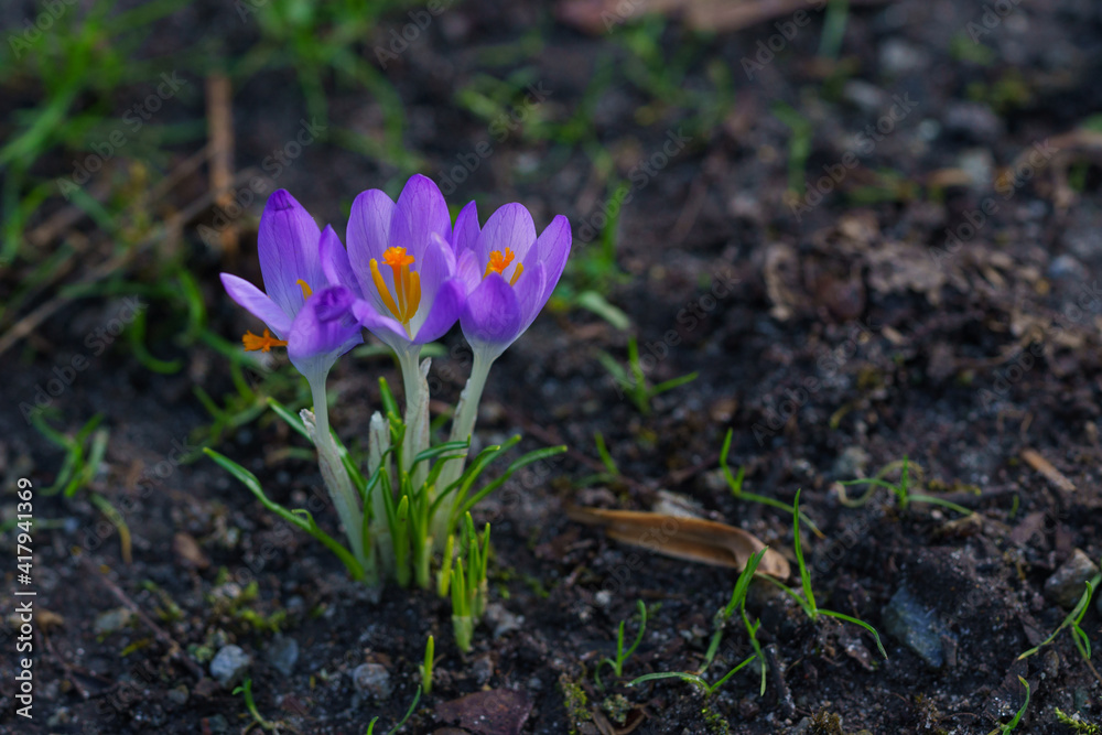 Closeup of three bright purple crocus flowers with yellow pistil against a foliage background. Closeup of three bright purple crocus flowers with yellow pistil against a foliage background.