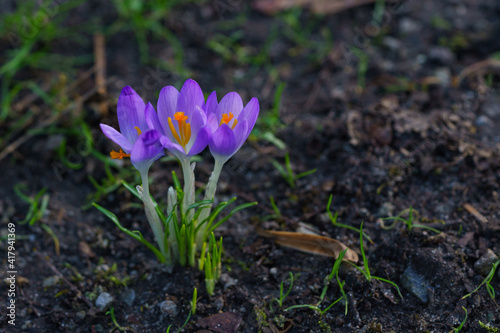Closeup of three bright purple crocus flowers with yellow pistil against a foliage background.