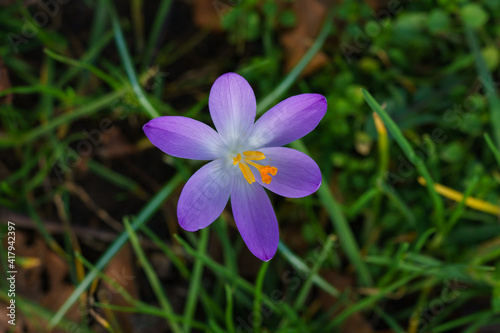 Beautiful crocus flower . The first spring flowers. Family iris, violet croci. Top view.