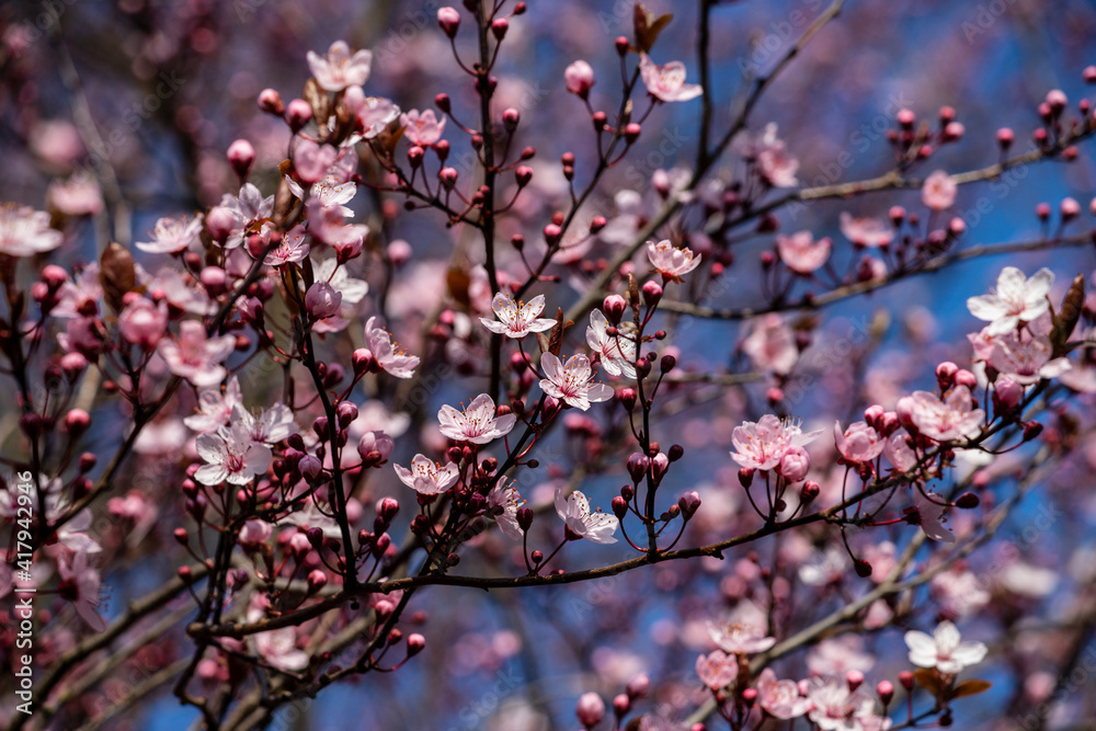Flowering pretty in pink bird cherry tree on the blue sky background in the spring garden Flowering pretty in pink bird cherry tree on the blue sky background in the spring garden
