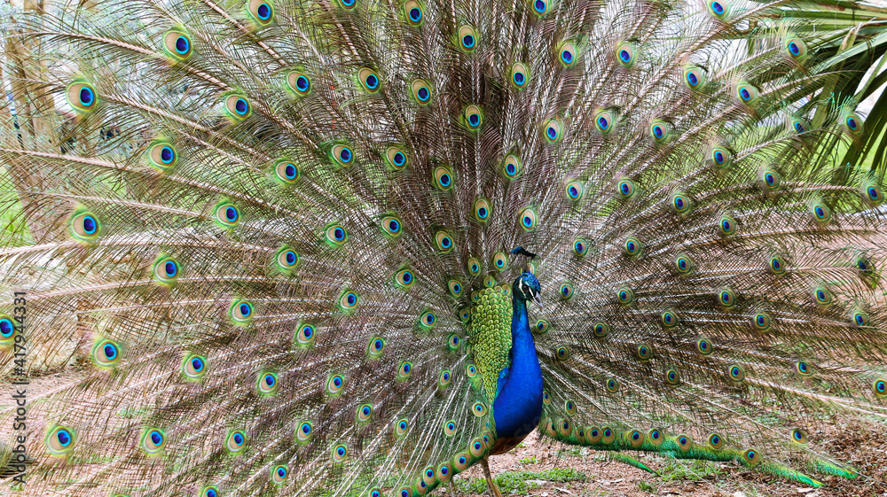 Obraz premium peacock with feathers