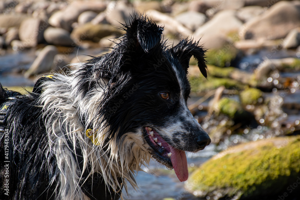 Close-up of a dog looking at the river Close-up of a dog looking at the river