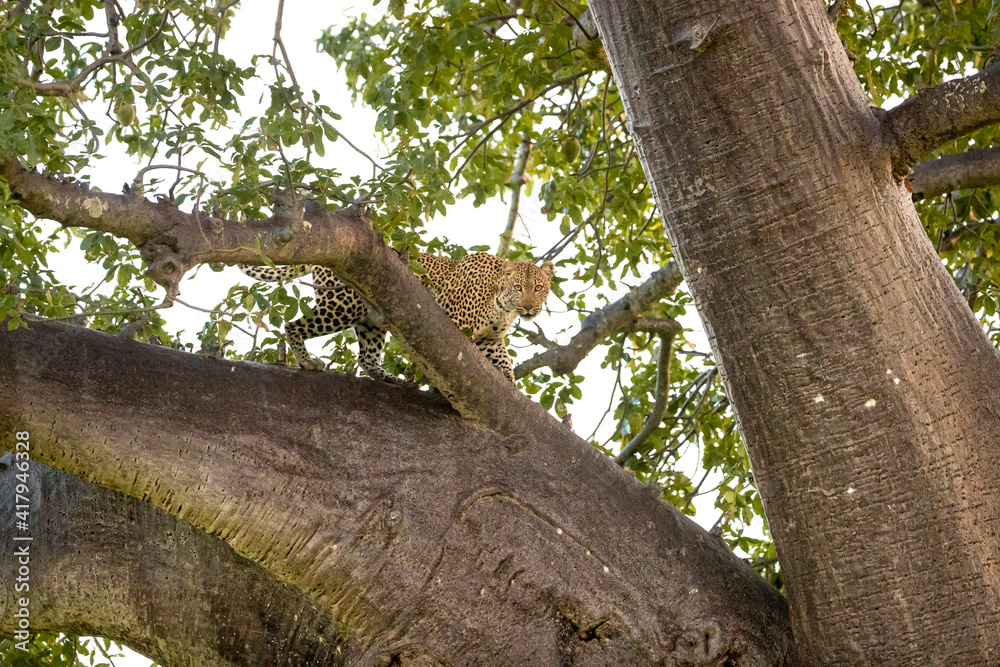 Fototapeta premium Leopard in baobob tree