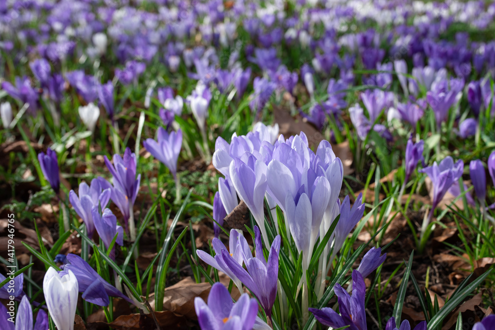purple crocuses in green grass on the sunny spring day purple crocuses in green grass on the sunny spring day