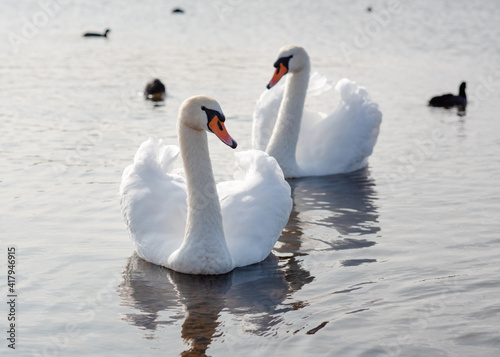 Couple of white swans on the lake on a sunny spring day