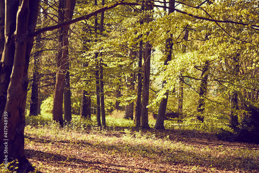 Fototapeta premium nice autumn season in the park